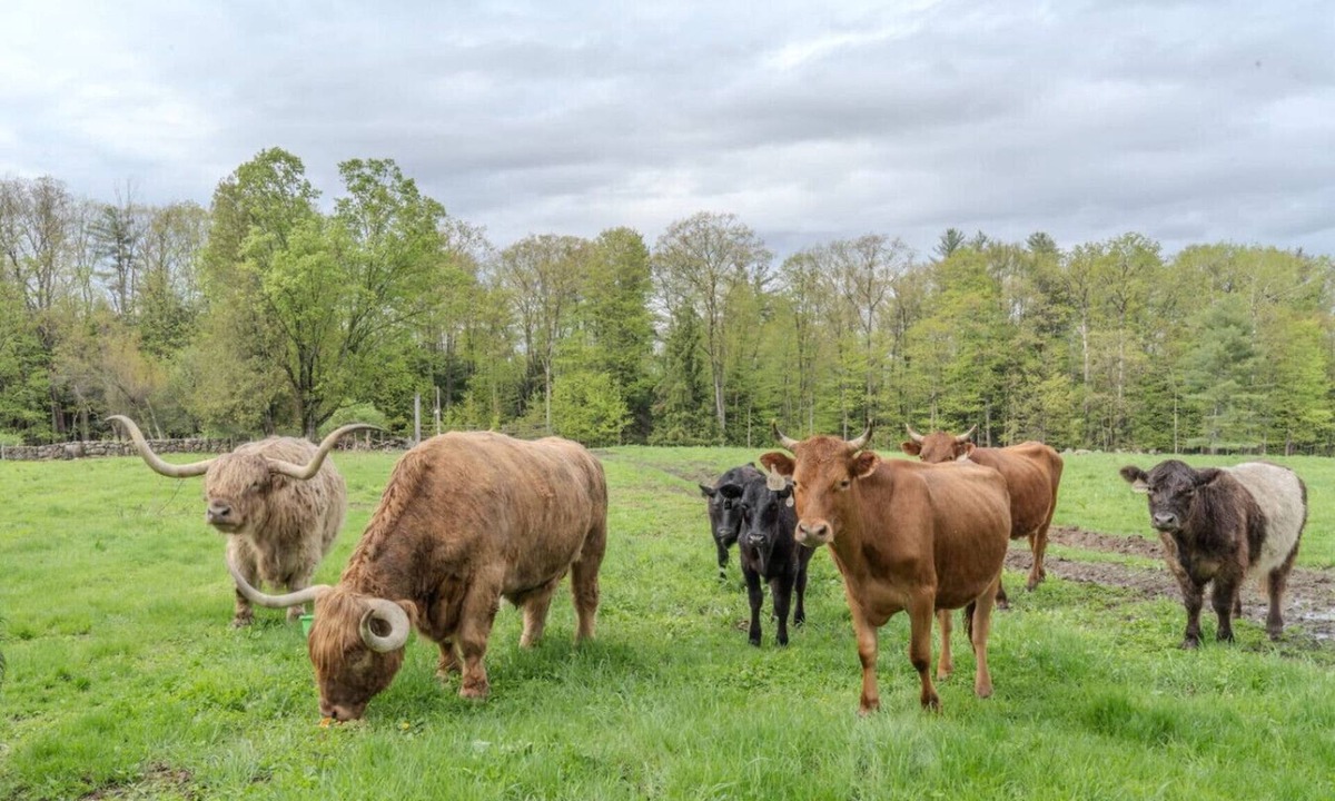 Loudon House | B - Farm Suite on a Cattle Farm