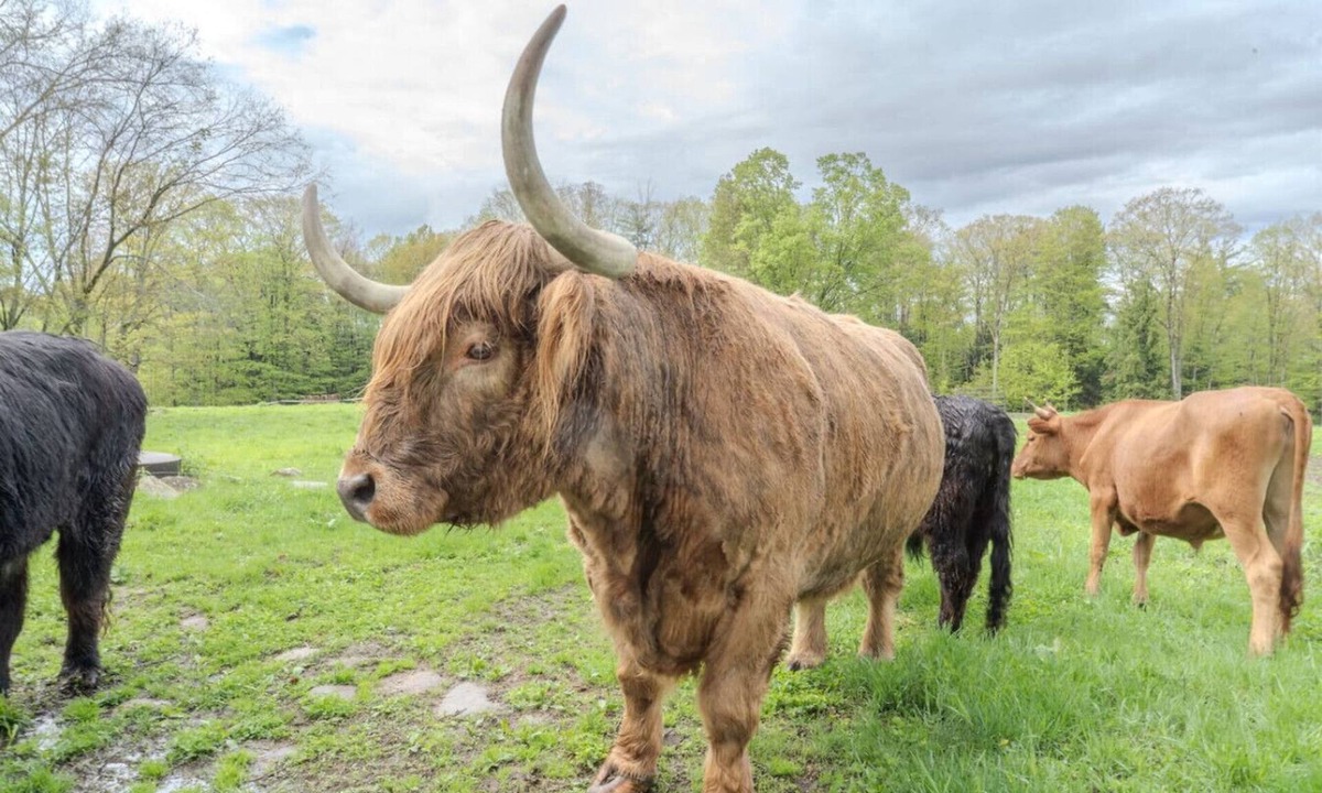 Loudon House | Highland Cattle Farm Cozy Suite for Two - C