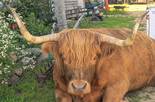Loudon Apartment | Highland Cattle Farm - Cozy Studio - B