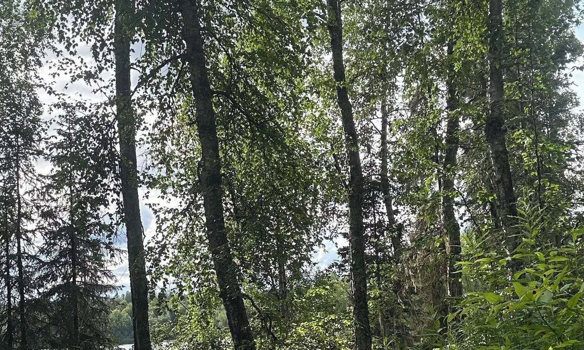 Talkeetna Cabin | Lakeside cabin with WiFi in Talkeetna. Canoe launch, float, banya.