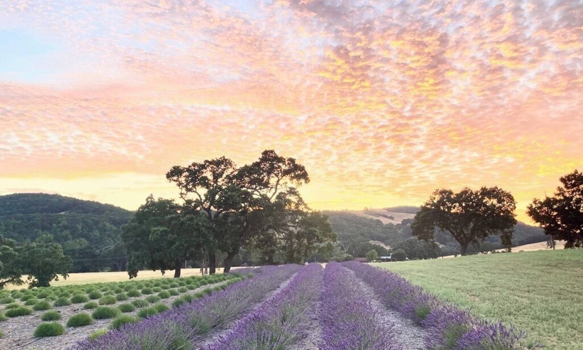 Templeton House | Lavender Farm Retreat with Hot Tub, sleeps 4