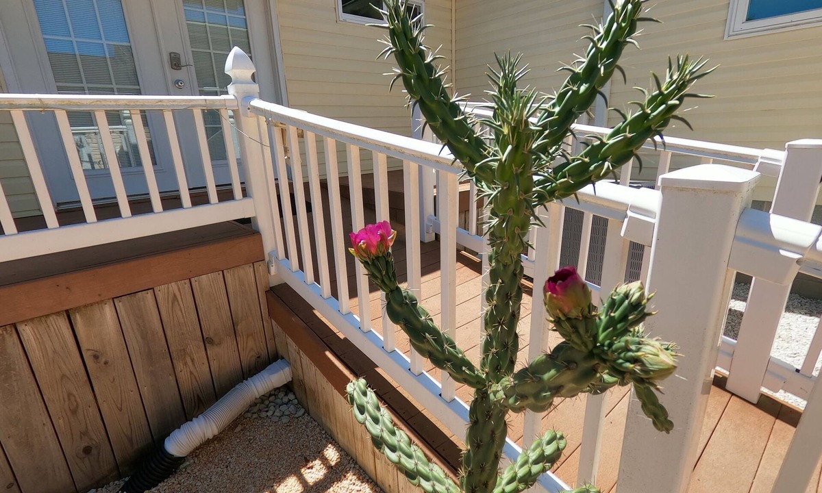 Long Neck House | RANCH WITH CACTUSES Weekly/Monthly UP TO 50% OFF