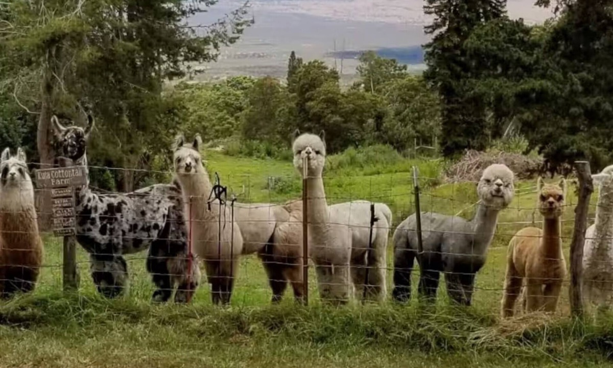 Kula Cottage | Upcountry Alpaca, Llama and Rabbit working farm