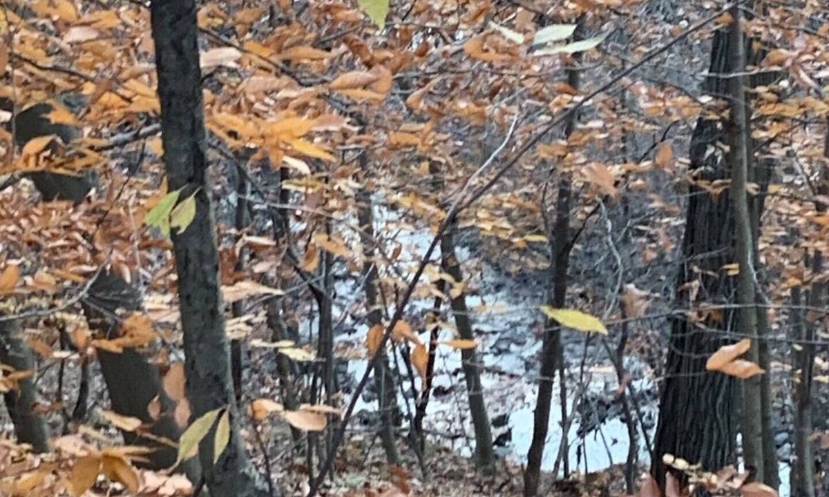 Bedford Condo | Wildlife retreat w/creek views within minutes from Metroparks!