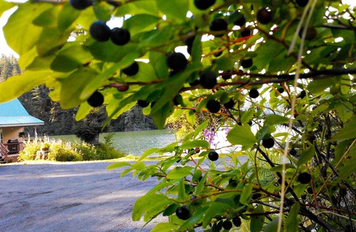Cordova House | Bear Country Lodge #2