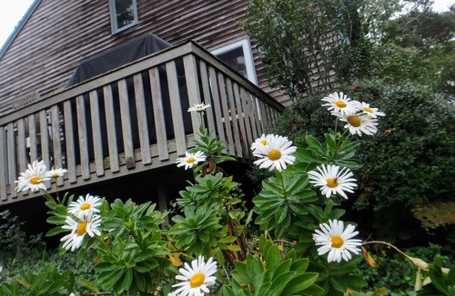 Brewster House | Classic Cape: Huge Yard, Walk to Beaches, Brewster Flats, Restaurants & Bars