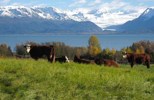 Kachemak Cabin | Cozy 4 person Cabin on historic Seaside Farm Songbird Sanctuary