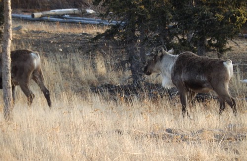 Healy Cabin | Denali Wildlife Moose Cabin Luxury with a touch of Rustic