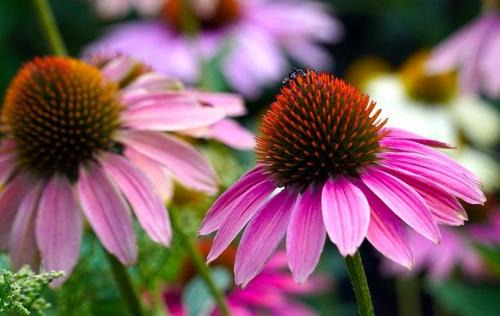 East Montpelier Bed & Breakfast | High Hill Inn