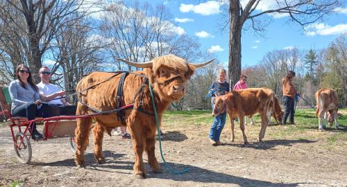 Loudon Apartment | Highland Cattle Farm - Cozy Studio - B