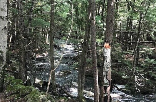 Lyndeborough RV Rental | Tentrr Signature Site - Wally Meadows at Purgatory Falls