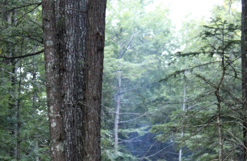 Whitney RV Rental | Tentrr Signature Site - Wild Fox Cabins Tentrr Adventure