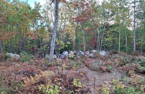 Cherryfield House | Unplug and Reconnect in a Peaceful Off-Grid Cabin for Relaxation and Nature Immersion in Beddington, Maine