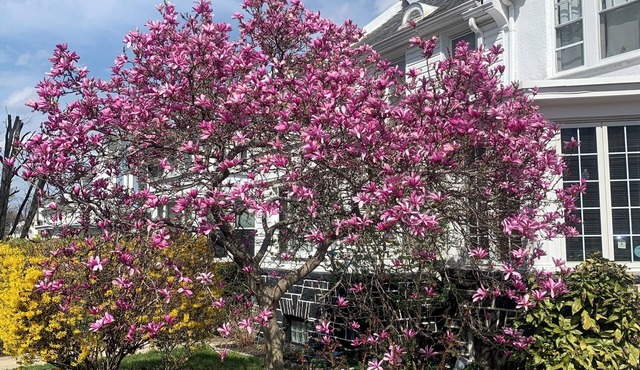 Artsy Homey Rowhouse, 3bdrm & office, quiet urban area, free parking, fast WiFi