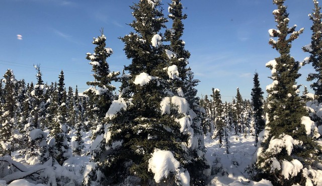 Aurora Denali Lodge