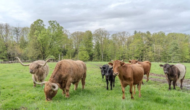 B - Farm Suite on a Cattle Farm