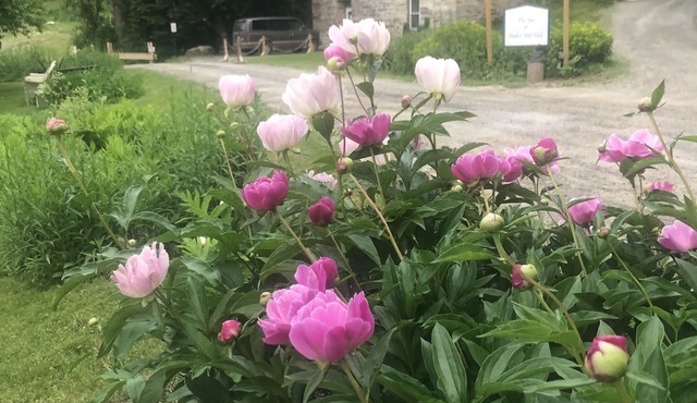 Guesthouse & Permaculture Sanctuary in the Berkshires