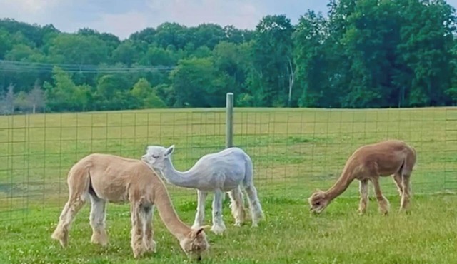 Hudson Valley Farm Getaway-East/Alpaca Lane-Apt 1