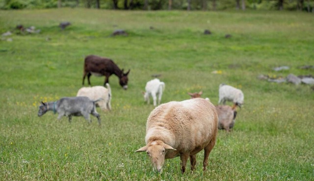 Hudson Valley Farm Getaway- West/Llama Lover Lane