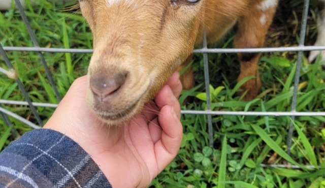 Modern Farmhouse Cottage - Goat Farm Stay