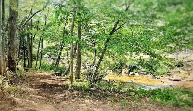 Riverside tent site - Camp Holly