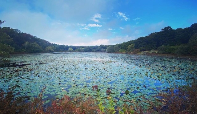 Secluded West Tisbury Retreat. Surrounded by Acres of Conservation Trails.