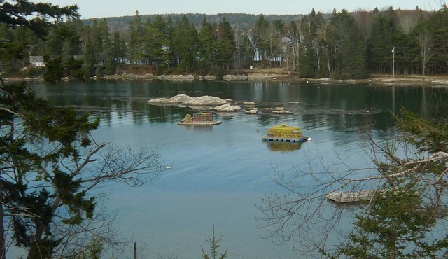 Waterfront Cottage With An Awesome View Of Capital And Burnt Island