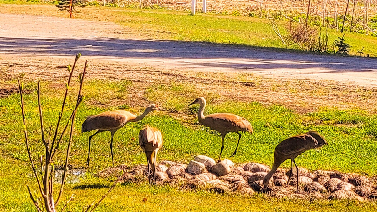 Photo of Outdoor in Diamond Ridge