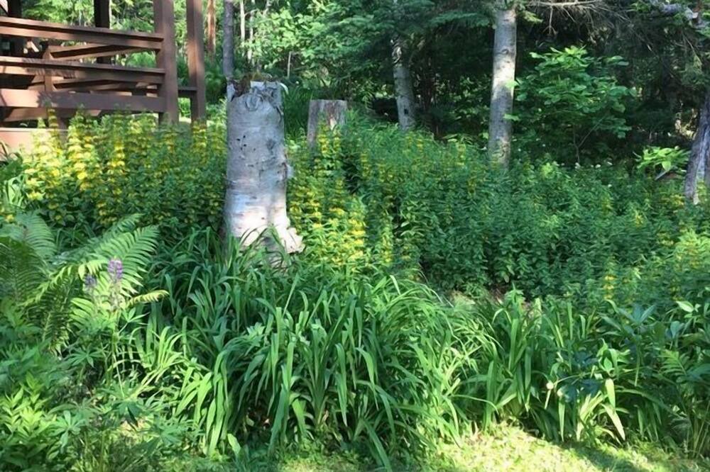 Photo of Others in Rangeley