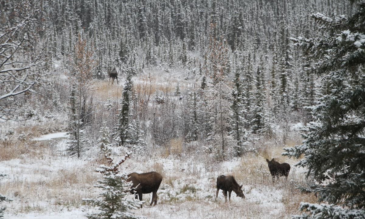 Photo of Others in Nenana
