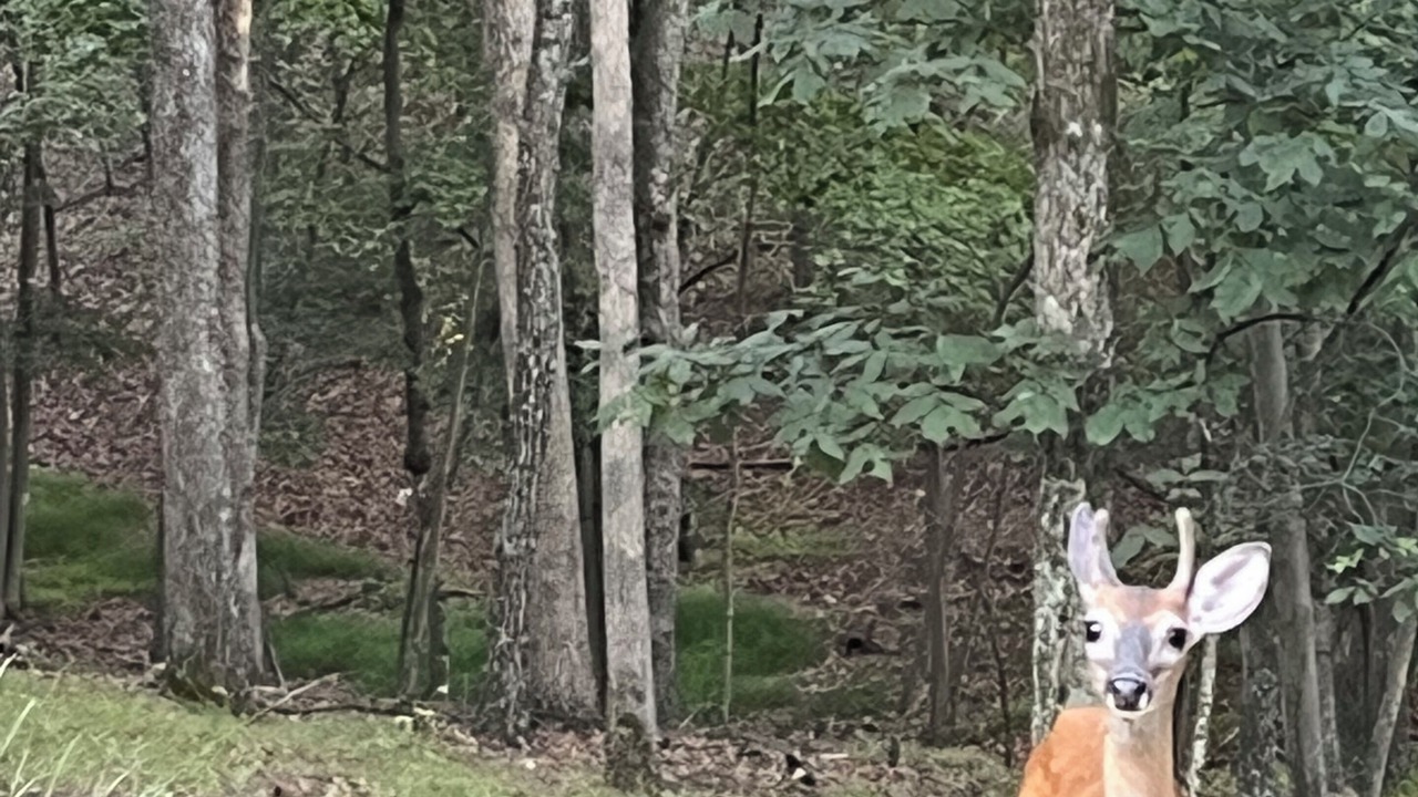 Photo of Others in Berkeley Springs