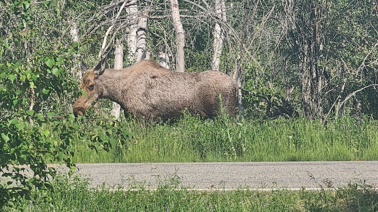 Photo of Others in Badger