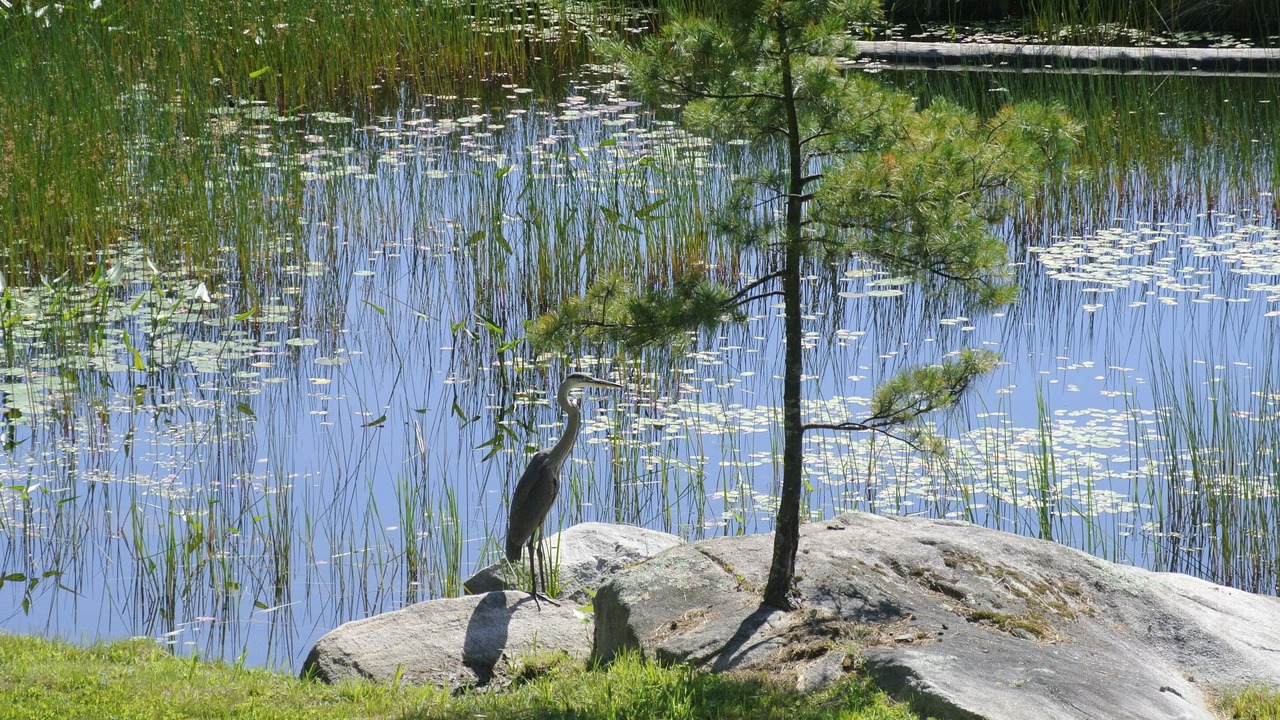 Photo of Others in Mount Desert