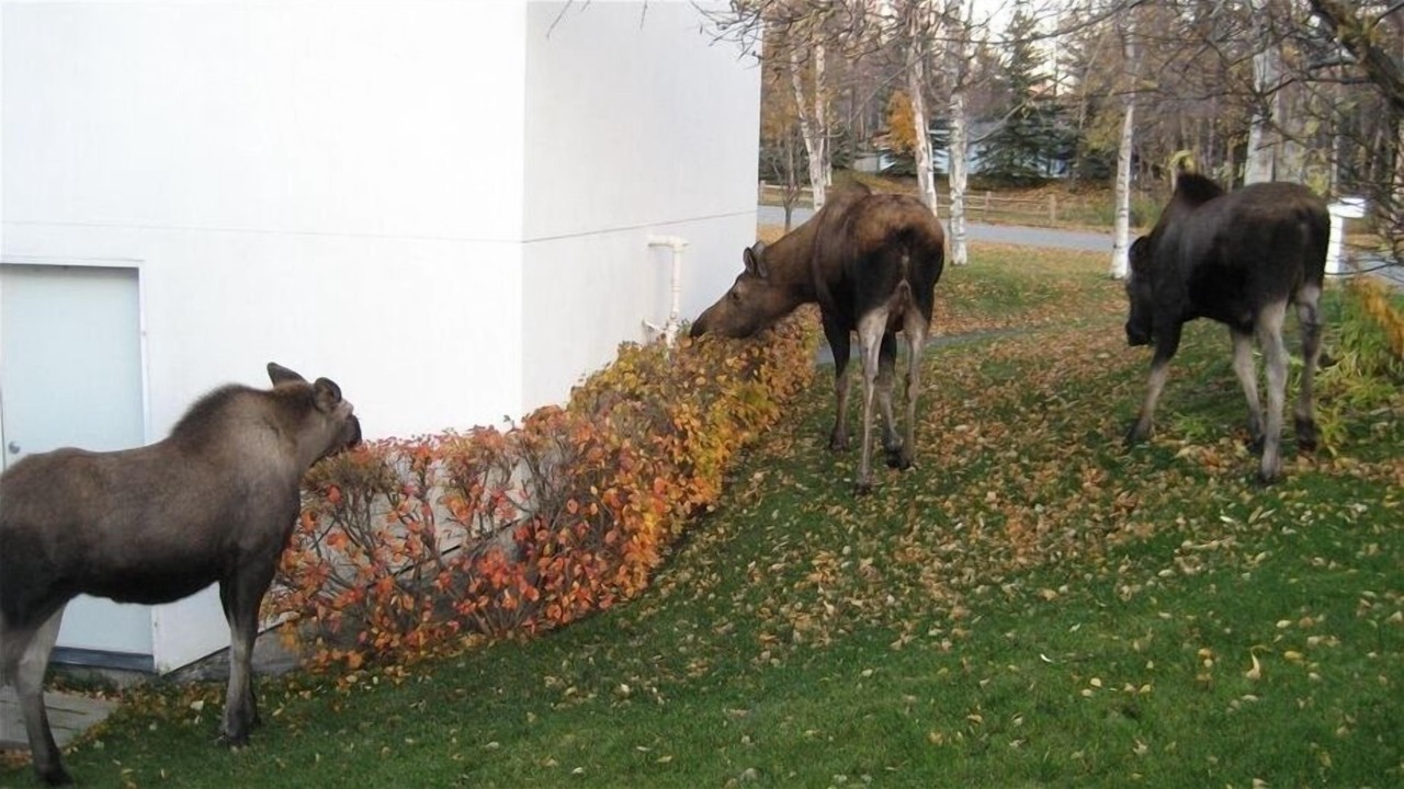 Photo of Others in Turnagain