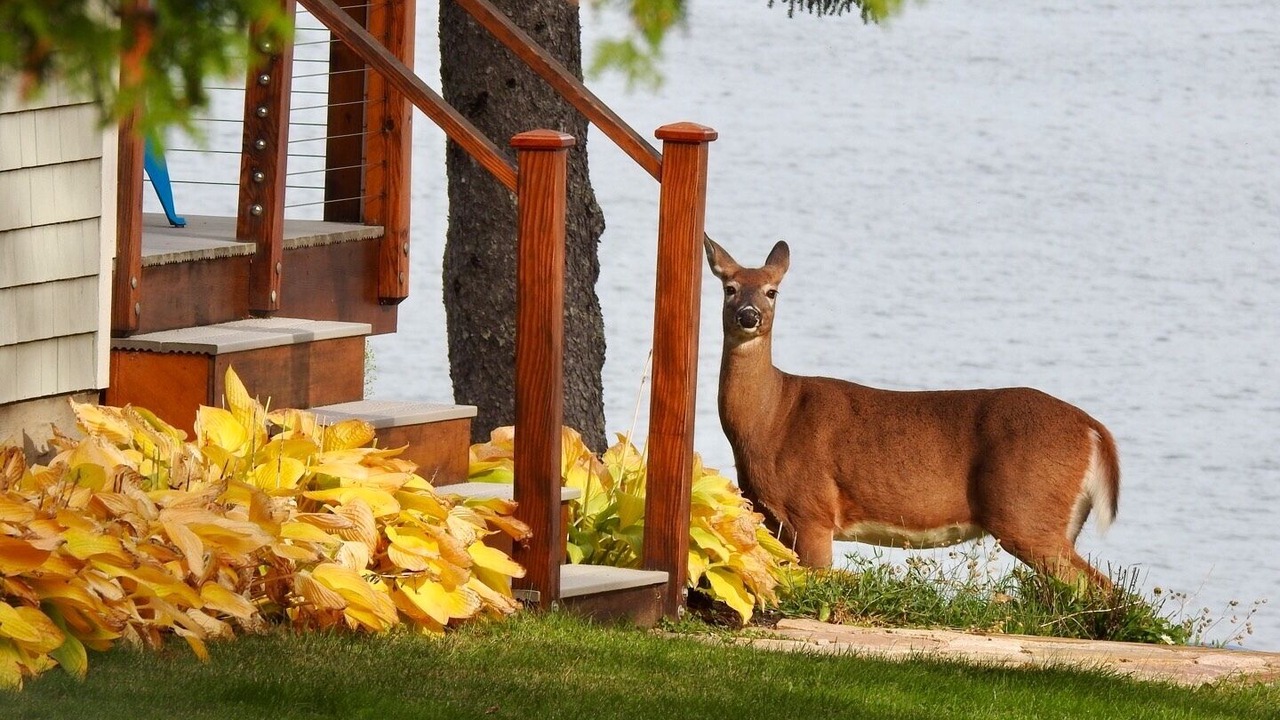 Photo of Outdoor in Prospect Harbor