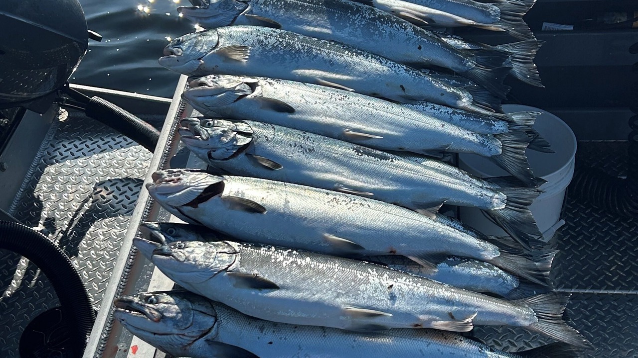 Photo of Others in Naukati Bay
