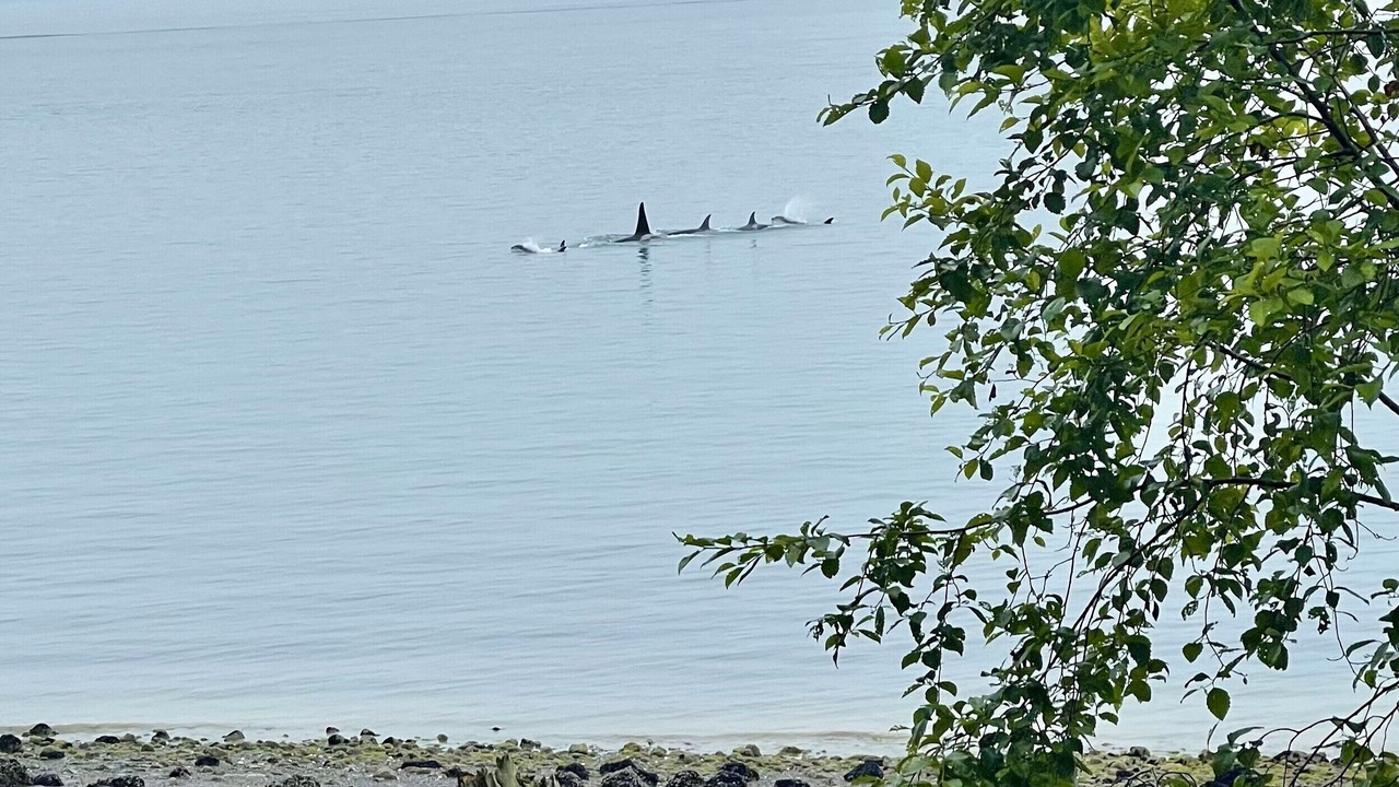 Photo of Others in Juneau