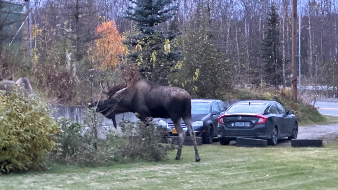 Photo of Others in Chugiak