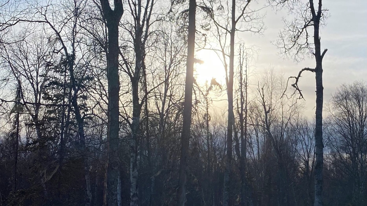Photo of Others in Talkeetna
